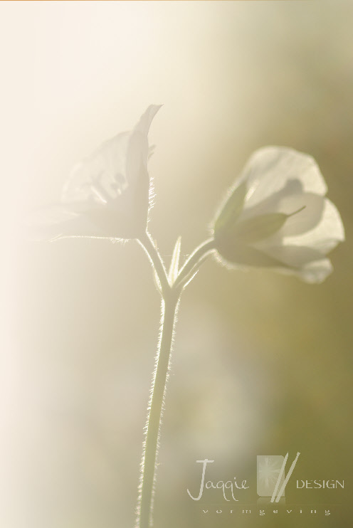 wp149e91c8_0f.jpg