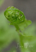 wp80891c2b_0f.jpg