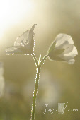 wpcaa0567e_0f.jpg