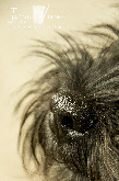 wpe6c15714_0f.jpg