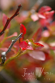 wpf9456231_0f.jpg